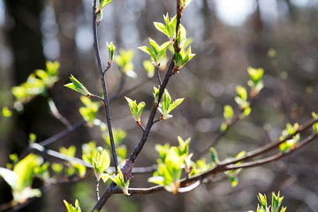Spring yang green leaves in a tree over forest