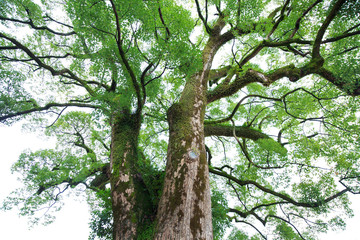 Fototapeta premium Beautiful big tree in the garden is very strong