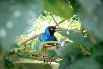 Superb starling sitting in a bush among green leaves. Picture from the bird park in Kuala Lumpur