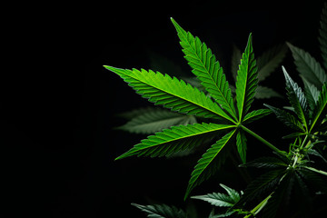 Naklejka na ściany i meble cannabis leaf on black background