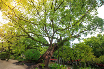 Beautiful big tree in the garden is very strong