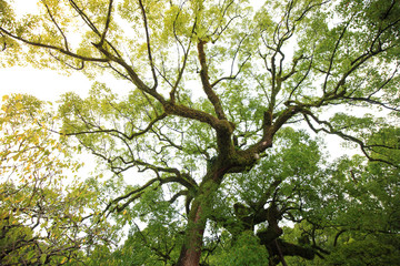 Beautiful big tree in the garden is very strong