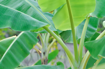 banana or banana plant, banana tree