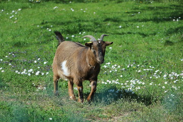 Ziegen laufen auf dem Land