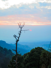 Tree on the top of mountain in a sunset