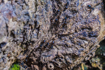 Big ants inside the nest, ant workers in colony, macro close-up