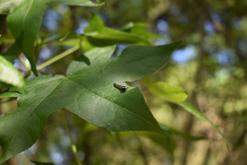 caterpillar on leaf