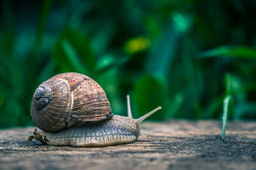 Large snail along wooden cover.