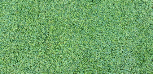 Background of a green lawn. Free space for design.