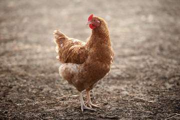 Chicken on the bio farm. 
Chicken isolated on the background. 