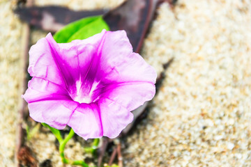 Purple flowers on Thap Sakae sand beach Prachuap Khiri Khan, Thailand