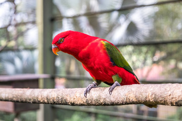 Close-up of a chattering lory sitting in an aviary. Red green parrot in Kuala Lumpur Bird Park