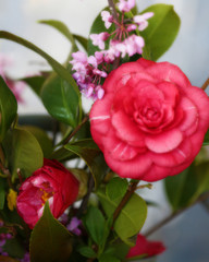 pink flowers closeup
