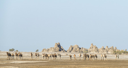 Camels in Lac Abbe, Djibouti