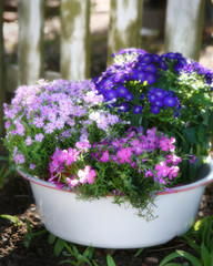 flowers in a rustic old metal bucket