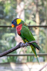 A multi-colored lorikeet parrot is sitting on a branch in an aviary in Kuala Lumpur Bird Park