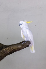 Sulphur-crested cockatoo in the aviary close-up. White parrot sits on a tree branch.