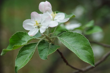 Kwiat jabłoni. Kwitnienie drzewa owocowego