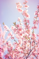 Delicate pink peach blossom. Spring holiday card	