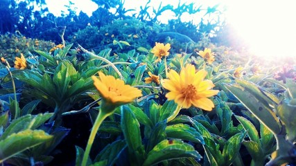Yellow Flowering Plants In Park