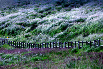 Obraz premium beautiful view of flower of grass with wood fence and small road