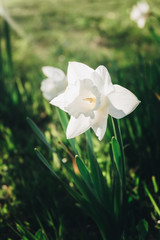 White flowering tulip on a green meadow