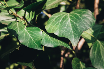 Green ivy leaves in spring