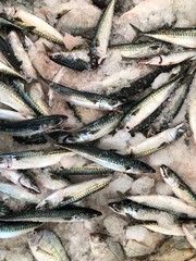 Obraz premium Fresh makerel on ice at fish market