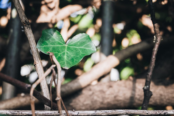 Green ivy leaves in spring