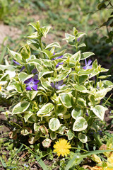 Vinca minor 