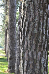 bark of a tree