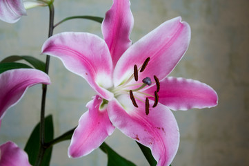 Fototapeta na wymiar Tender big pink flowers of lily on the calm light background 
