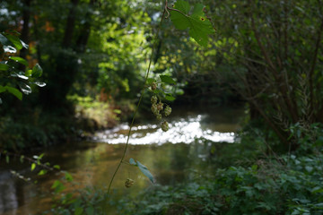 fishing in the river