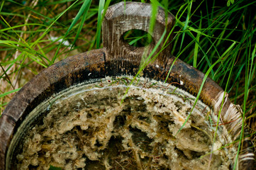 Wooden bucket full of algie