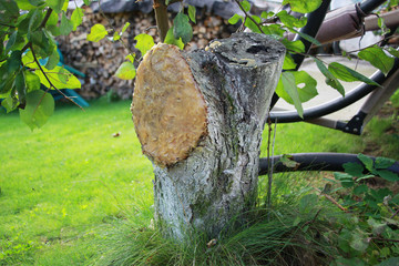 apple tree disease in the garden. removal of branches and glossing of the trunk
