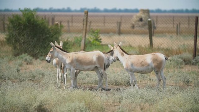 a group of donkeys stand on a pasture