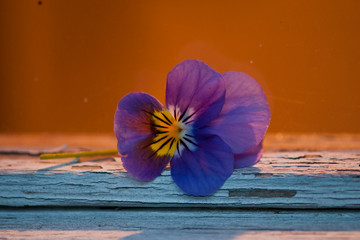purple flower on wooden background