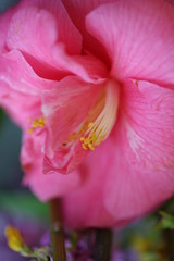 Obraz na płótnie Canvas pink flower petal close up
