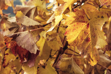 Naklejka na ściany i meble Viticulture in the golden autumn