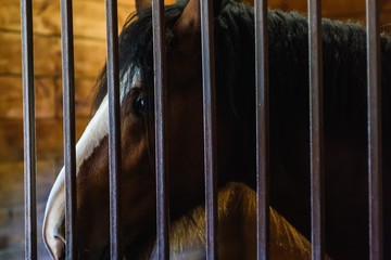 Horse stable farm ranch animal, rural harness.