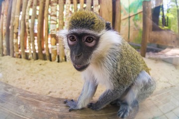 Monkey eyes face nose cute, wild.