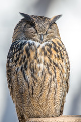 Eurasian Eagle-Owl Closeup ( Bubo bubo )	
