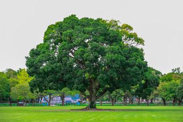 Beautiful tree with green bright lawn