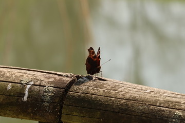 Schmetterling beim Sonnenbad