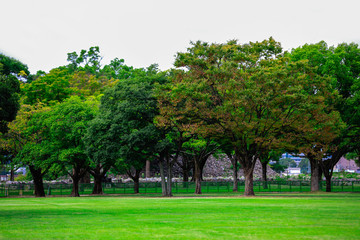 Beautiful tree with green bright lawn