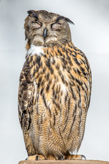 Eurasian Eagle-Owl Closeup ( Bubo bubo )	
