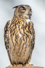 Eurasian Eagle-Owl Closeup ( Bubo bubo )	