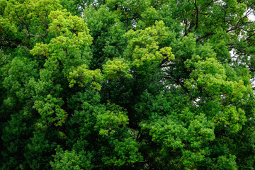 Fototapeta na wymiar Beautiful tree group with many leaves and greenery