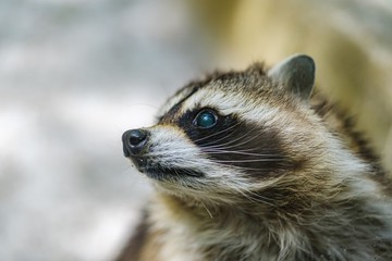 Raccoon face cute animal curiosity, head.