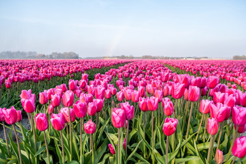 colorful tulip fields in the Netherlands during Spring, Flevoland Noordoostpolder colourful tulip...